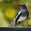 Sama straci - Copsychus saularis - Oriental Magpie-Robin o0502